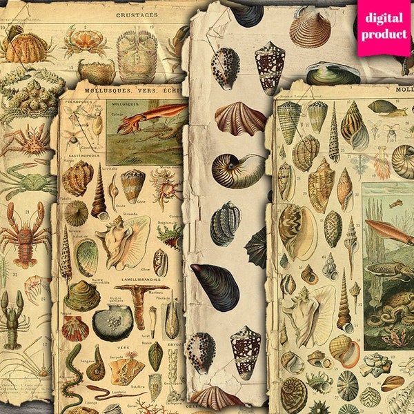 DIGITAL Vintage Seashells Junk Journal Ephemera - Grunge Seashells, Crabs and Crustacean Ephemera Collage Sheet  - VBM2606