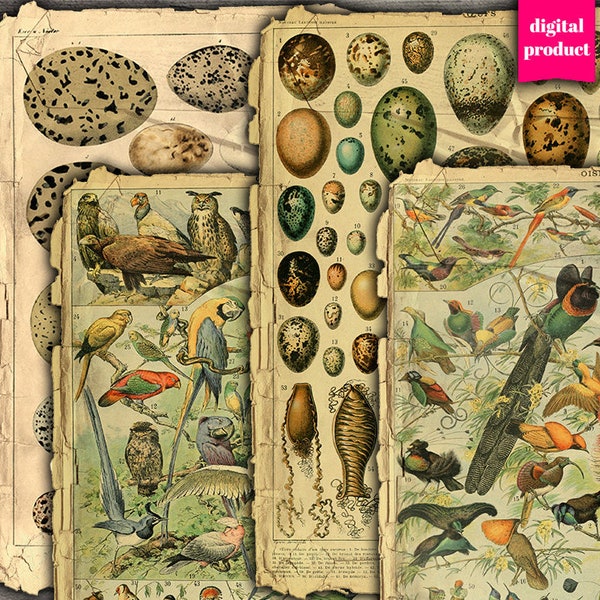 DIGITAL Vintage Vögel Junk Journal Ephemera - Grunge Vögel und Eier Ephemera Collage Sheet - VBM2604