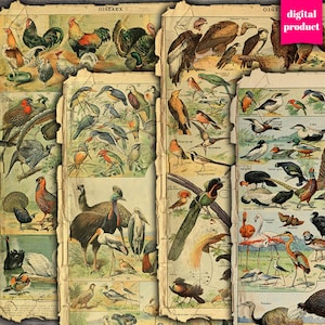 DIGITAL Vintage Birds Junk Journal Ephemera - Grunge Ephemera com pássaros, animais emplumados e aves domésticas - VBM2603