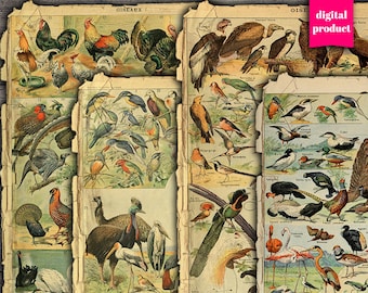 Vintage Birds Ephemera: Grunge Bird Illustrations (Digital Download)