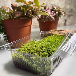 Peut inclure: Un récipient rectangulaire en plastique transparent rempli de mousse verte vive, placé devant deux pots en terre cuite contenant de petites plantes aux feuilles panachées roses et vertes. La mousse a un aspect dense et texturé.