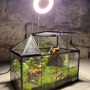 Könnte beinhalten: Ein rechteckiges Glasterrarium mit schwarzem Metallrahmen und aufklappbarem Dach. Im Inneren befinden sich grünes Moos, kleine Pflanzen und ein Stück Treibholz. Hinter dem Terrarium befindet sich eine kreisförmige LED-Ringlampe auf einem Stativ.