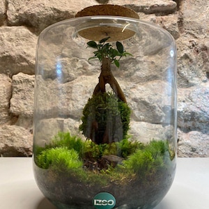 benjamini bonsai Ficus benjamina bonsai  ARIUM BOTANICALS