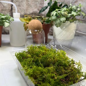 May include: A clear plastic rectangular container filled with vibrant green moss. In the background, there is a white plastic squeeze bottle with a curved nozzle, a small glass vessel topped with a cork ball, and several potted green plants.