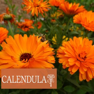 May include: Close-up of vibrant orange calendula flowers with dark brown centers and layered petals. The flowers are surrounded by green foliage. The word "CALENDULA" is displayed on a brown rectangular background.