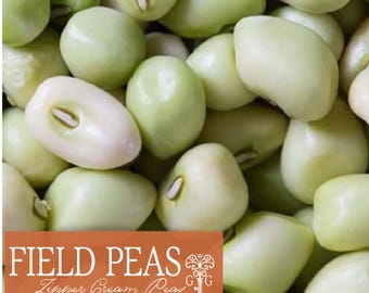 Zipper Cream Pea Seeds | Heirloom Southern Field Peas | Cowpea Seeds | Open Pollinated Vegetable Garden Seeds | Approx. 30 Seeds