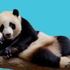 May include: A giant panda rests on a tree branch against a blue background. The panda has black and white fur, with black markings around its eyes, ears, and legs. It is lying down, with its head resting on its paw. The panda's fur is fluffy and soft.
