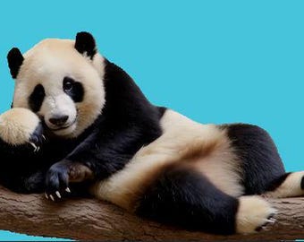 1080p - video6sec Le PANDA Fondo transparente MOV RLE Alpha-real panda Video Overlay- - Descarga digital