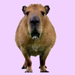 May include: A front-facing image of a capybara with brown fur and a surprised expression. The capybara's mouth is slightly open, revealing its teeth. The background is a solid light purple color.