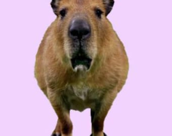 1080p - Capy-Dog, la nueva criatura, fondo transparente MOV RLE Alpha-real Capy-Dog Video Overlay-CapCut&Premiere Pro - Descarga digital