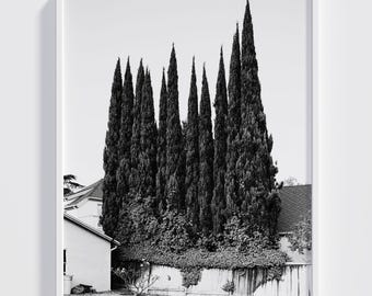 Fotografía en película, imponentes cipreses, arte para la pared del jardín trasero de California, blanco y negro.