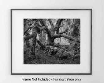 Gnarled Oak and Rocks, Mt. Tamalpais - Black and White  Photography Print, Moody Forest