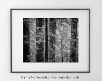 Redwood Forest I, Mt. Tamalpais - Black and White  Photography Print, Archival Matte