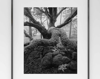 Fog, Ferns, and Lichen, Mt. Tamalpais - Black and White  Photography Print, Archival Matte