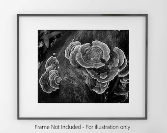 Mushrooms I, Mt. Tamalpais - Black and White  Photography Print, Moody Forest Wall Art