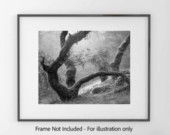 Foggy Forest II, Mt. Tamalpais - Black and White  Photography Print, Archival Matte