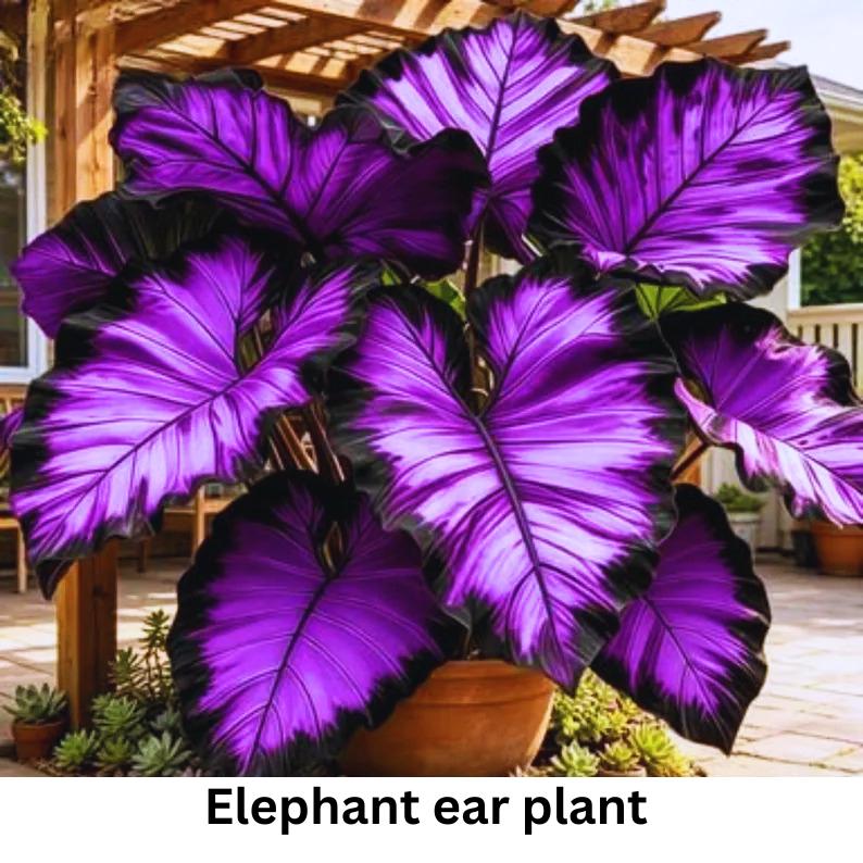 Purple elephant ears plant - Etsy.de