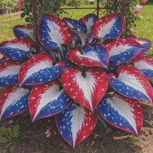 Rare Red, White & Blue Hosta Seeds | Unique Perennial Garden Blooms