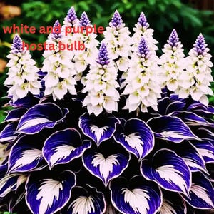 May include: A close-up of a hosta bulb with white and purple flowers. The flowers are clustered atop a bed of large, dark green leaves with white and purple edges. The text "white and purple hosta bulb" is visible.