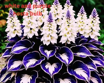 Weiss & Lila Hosta Blumenzwiebeln - Elegante Schatten Garten Laubpflanzen