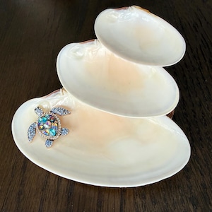 May include: A decorative arrangement of three large, white seashells stacked on top of each other. A jeweled turtle brooch with blue and iridescent stones sits on the bottom shell. The shells are on a dark brown wooden surface.