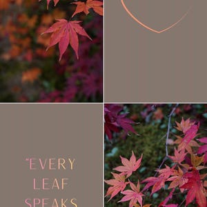 Puede incluir: Un collage con vibrantes hojas de arce rojas y naranjas, un contorno de corazón color melocotón y el texto "EVERY LEAF SPEAKS BLISS TO ME" sobre un fondo apagado. La imagen evoca el otoño.