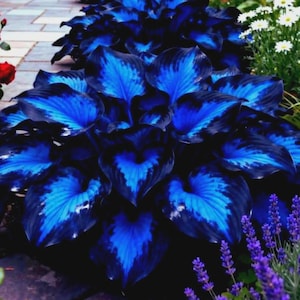 May include: A close-up of a hosta plant with large, heart-shaped leaves. The leaves are a deep, dark blue with striking bright blue veining and edges. The plant is in a garden setting with other flowers.