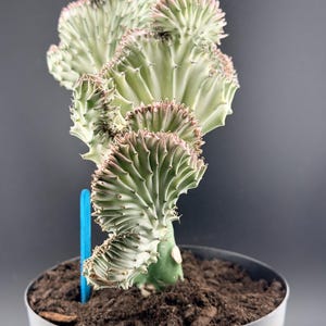 May include: A white ceramic mug with a black handle and the text "But First, Coffee" in a handwritten style. The mug is on a white surface. The mug is 10 cm tall.