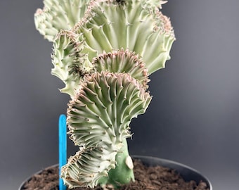 Cactus coralino en maceta de 15 cm – Euphorbia crestada única (planta viva)