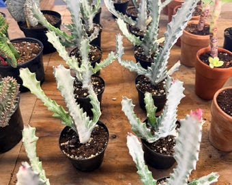 Fantasma blanco variegado ~~~ ¡¡¡Muy raro!!!