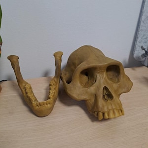 May include: A tan-colored replica of a primate skull and jawbone. The skull has prominent brow ridges and eye sockets. The jawbone is separate, showing teeth. The items are displayed on a light-colored wooden surface.