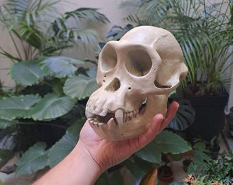 Réplique grandeur nature (1:1) d'un crâne de chimpanzé (Pan troglodytes), peinte à la main en résine, modèle d'anatomie des primates, cadeau pour les professeurs de biologie