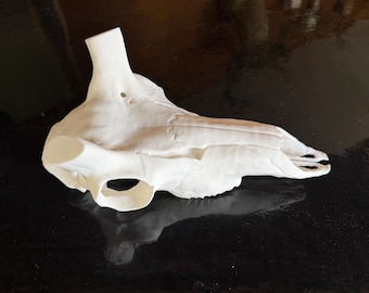 3d printed Pronghorn skull