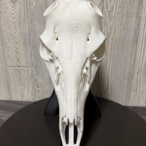 May include: A white, three-dimensional printed animal skull replica featuring a smooth, matte finish. The skull is displayed in a vertical, front-facing orientation, showcasing detailed nasal cavities, eye sockets, and cranial structure.