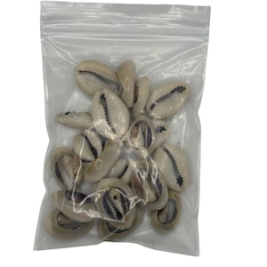 Cowrie Shells (21)