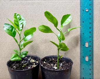 Seedling Kaffir Lime Tree 4-6 inches / **Not ship to CA and HI**