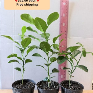 May include: Three Kaffir lime saplings in black plastic pots, each with green leaves and thin stems. A pink ruler is positioned vertically behind the plants, showing a height range of 6-9 inches. Text on the image reads 6-9 inches Kaffir Lime Grow from seeds.