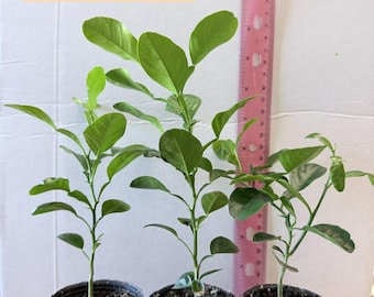 Kaffernlimetten-Setzling, 15–23 cm groß. Aus Samen gezogen. **Kein Versand nach Kalifornien und Hawaii.**