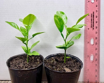 Seedling Kaffir Lime Tree 4-6 inches / **Not ship to CA and HI**