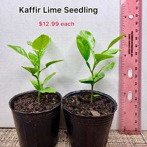 May include: Two Kaffir lime seedlings in black plastic pots, each with bright green leaves. A pink ruler is positioned vertically next to the plants, showing a height of approximately 7 inches from the soil line to the top of the foliage.