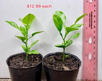 Seedling Kaffir Lime tree 3-5 inches. Grown from seeds  **No shipping to CA & HI**