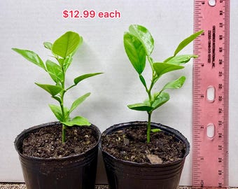 Seedling Kaffir Lime tree 3-5 inches. Grown from seeds  **No shipping to CA & HI**