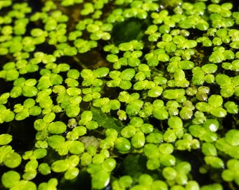 Live Duckweed (Lemna Minor) Floating Aquarium Plant | Shrimp & Fish Tank Floater