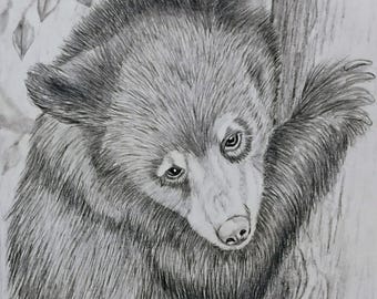 original graphite drawing of a curious baby black bear perched in a tree,black and white, 8.75w x 10.5 L "