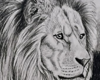 Graphite drawing of lion 6 x 9.5, black and white
