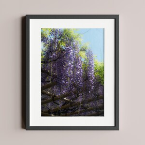 以下が含まれることがあります： 藤の花のクローズアップを特徴とする額入りのプリント。画像は、青い空を背景に、緑の葉を持つ紫色の花が滝のように流れる様子を示しています。枝が見え、自然で穏やかなシーンを作り出しています。フレームは黒です。