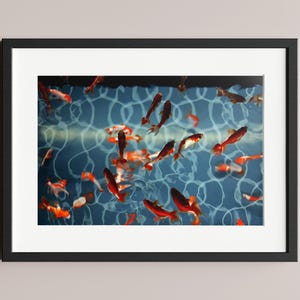 Puede incluir: Una impresión enmarcada que presenta peces dorados nadando en una piscina azul. Los peces son de color naranja y blanco, contrastando con el agua azul y los patrones blancos y arremolinados. La impresión está en un marco negro.