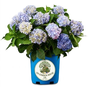 Hydrangea bush "Endless Summer" – Original variety that blooms continuously.