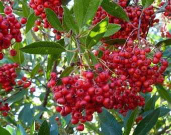 Red Chokeberry Tree Seedling, 1-Year Old Potted Shrub, Well Rooted Berry Plant, Chokecherry Bush for Garden, Edible Landscaping, One Plant