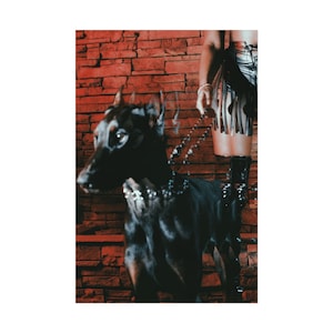 May include: A black Doberman Pinscher with a silver studded collar and leash stands in front of a red brick wall. The dog is the focal point, with its sleek coat and alert expression. The image has a vintage aesthetic.